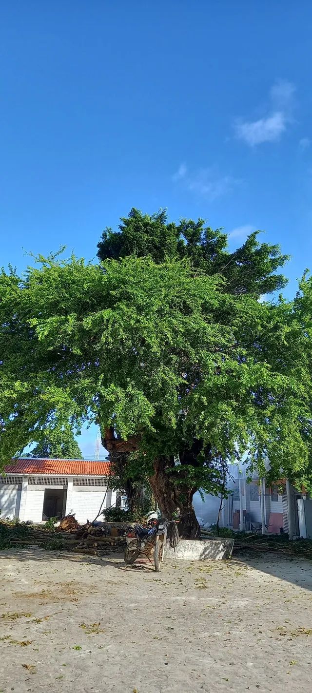 Poda de árvores,  limpeza de coqueiros e remoção do material