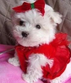 Poodle Presente na Caixinha