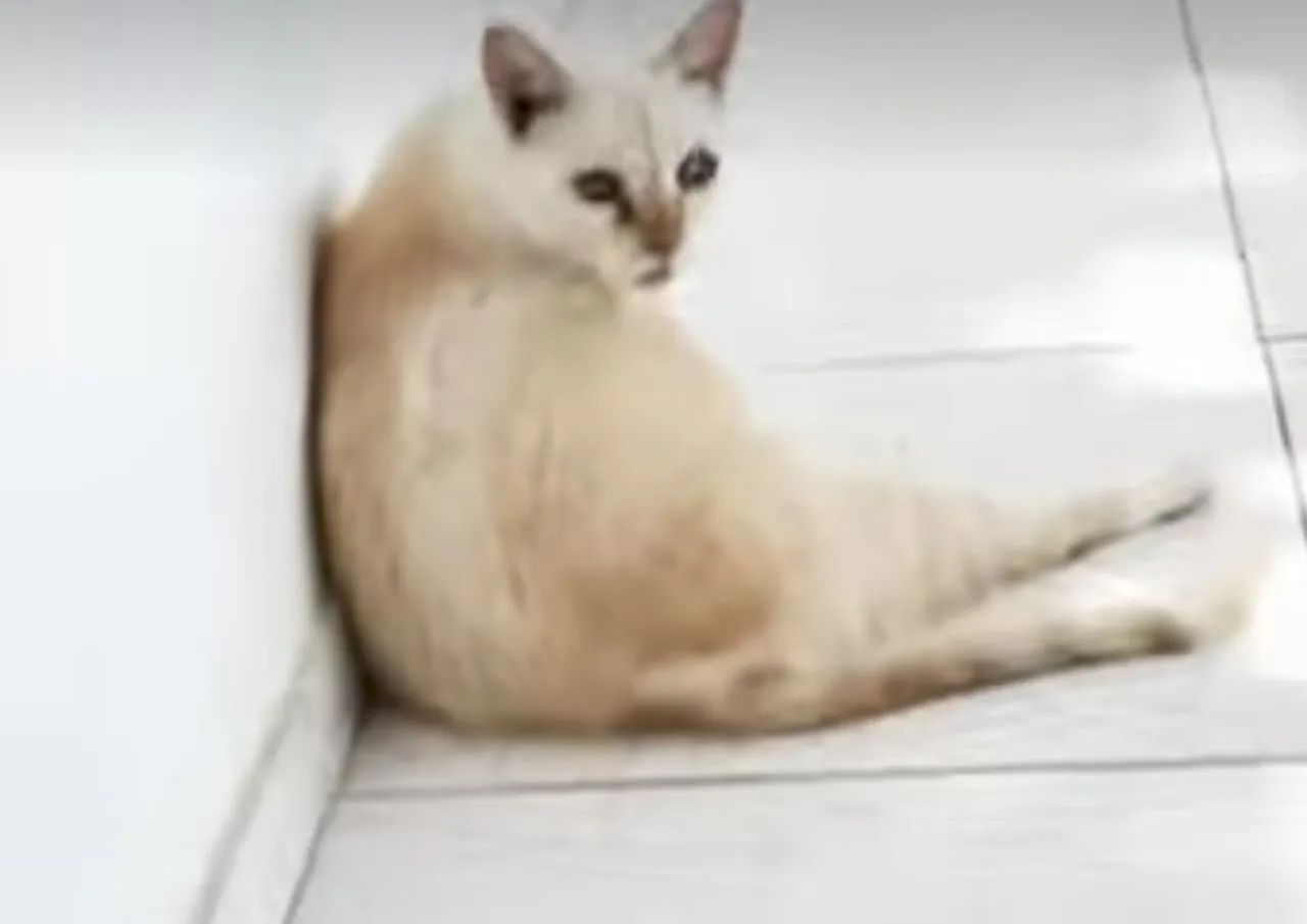 Lindos gatos - Foto 4