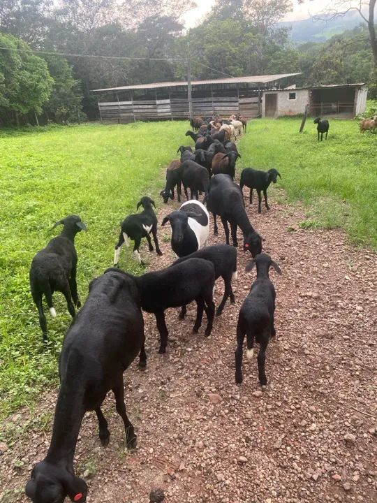 Ovelhas para recria - Foto 3