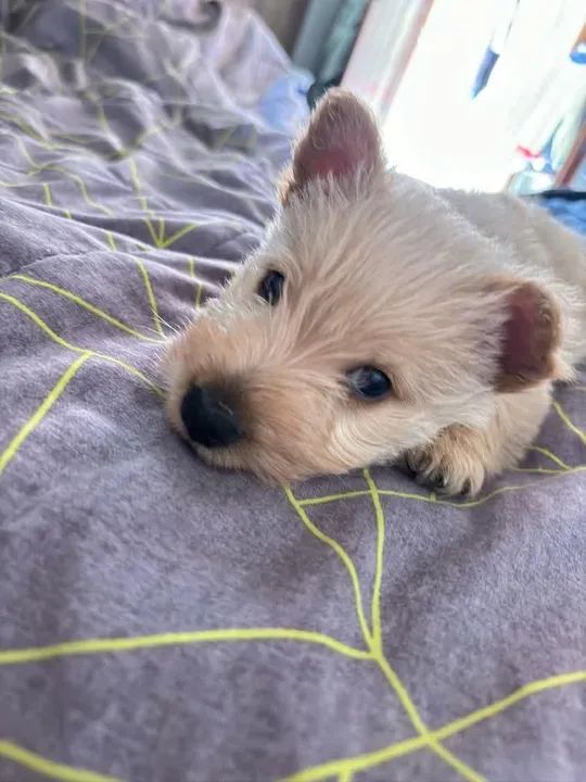 Filhote scottish terrier macho com pedigree, 48 dias. Faço em ate 18x no cartao