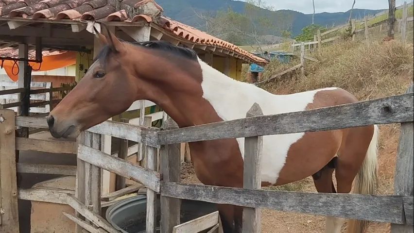 Cavalo Pampa luxo marcha picada