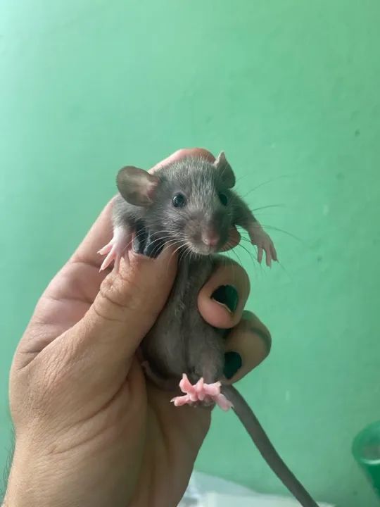 Ratinhos mercol/twister Dumbo, p/ PET 