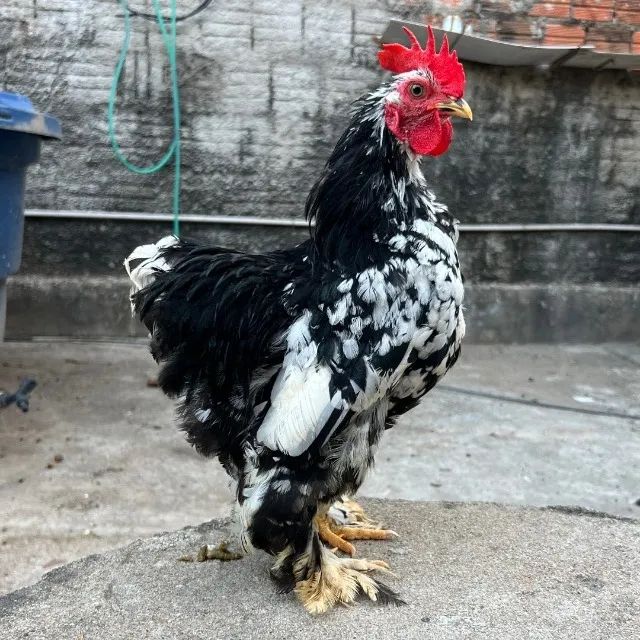 Casal mini cochin e mais 3 galos - Foto 3