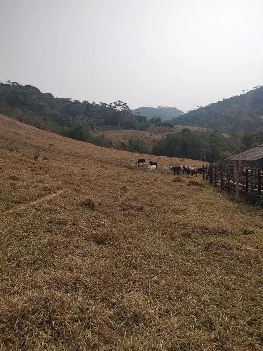 Grande oportunidade 139 hectares. - Foto 4