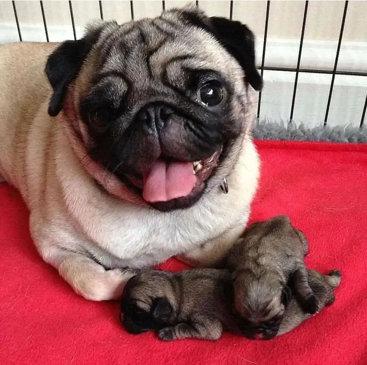 Lindas Meninas Pug  - Foto 5