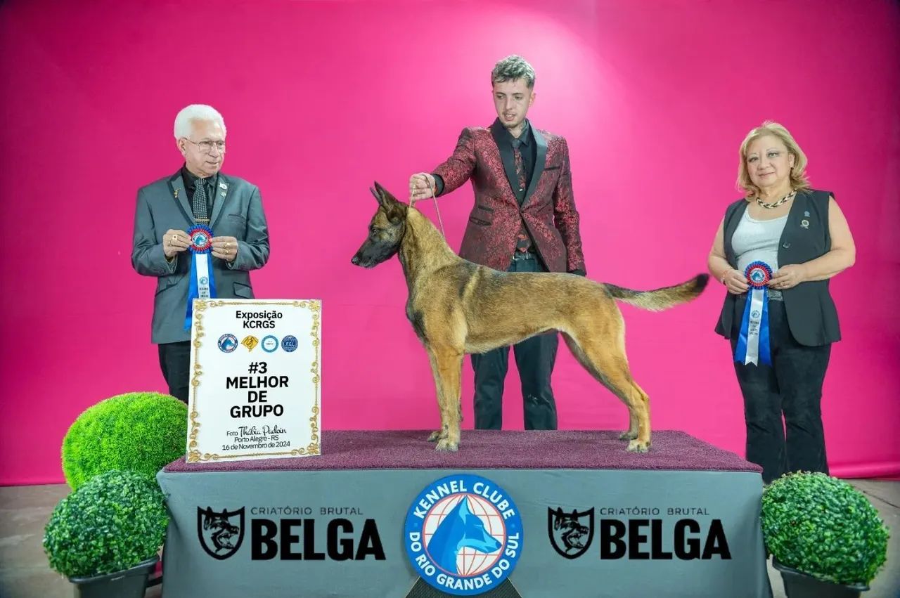 Filhotes de Pastor Malinois  - Foto 2