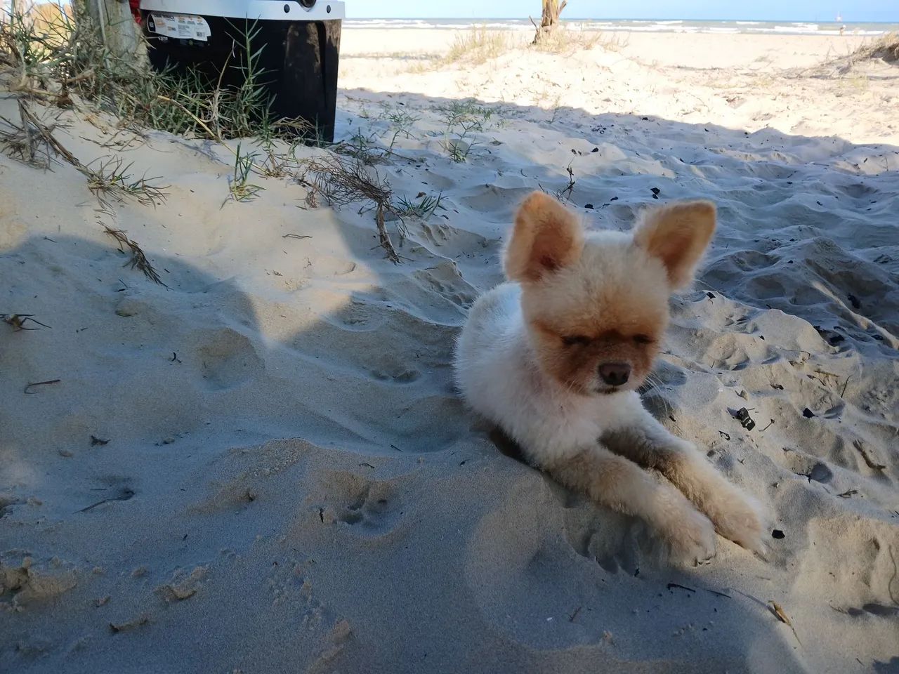 Spitz alemão anão, para namorar  - Foto 2