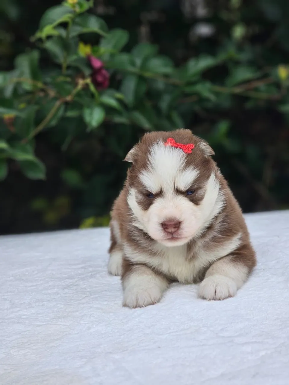Husky Siberiano | Criação Responsável