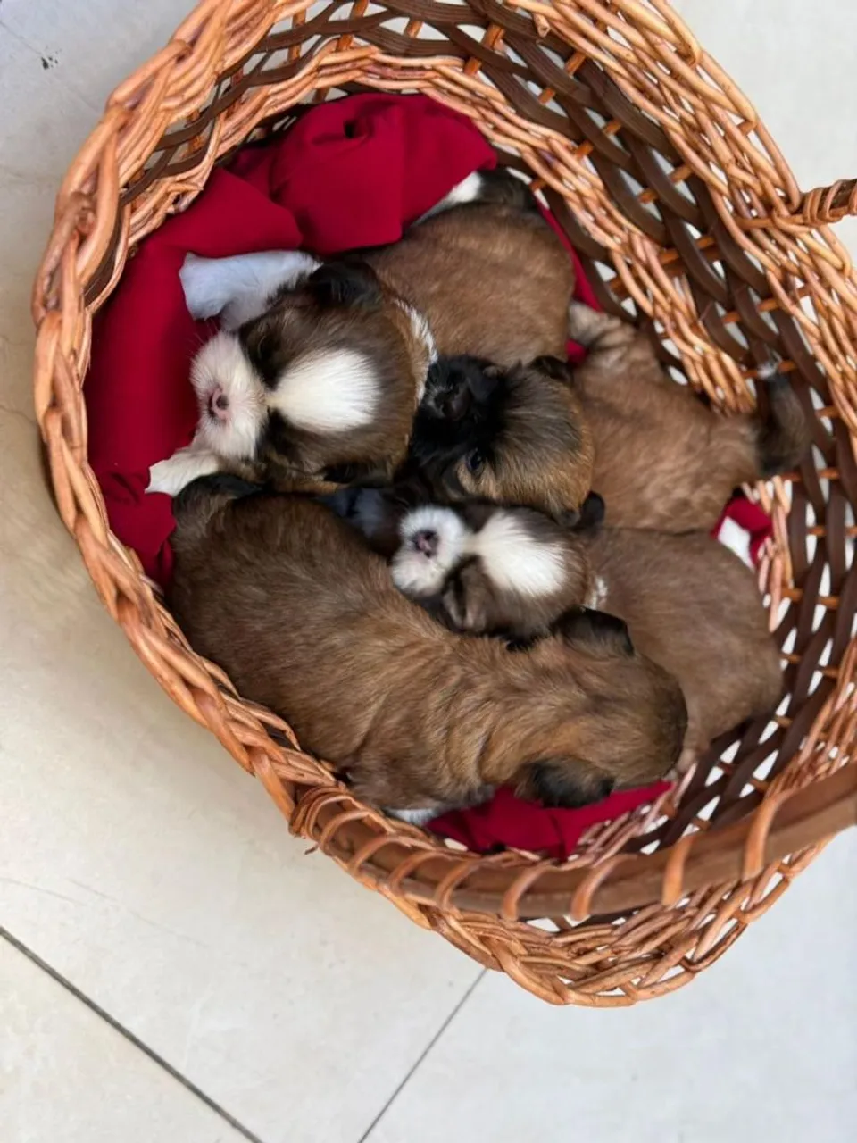 Filhotes Shih Tzu Disponível