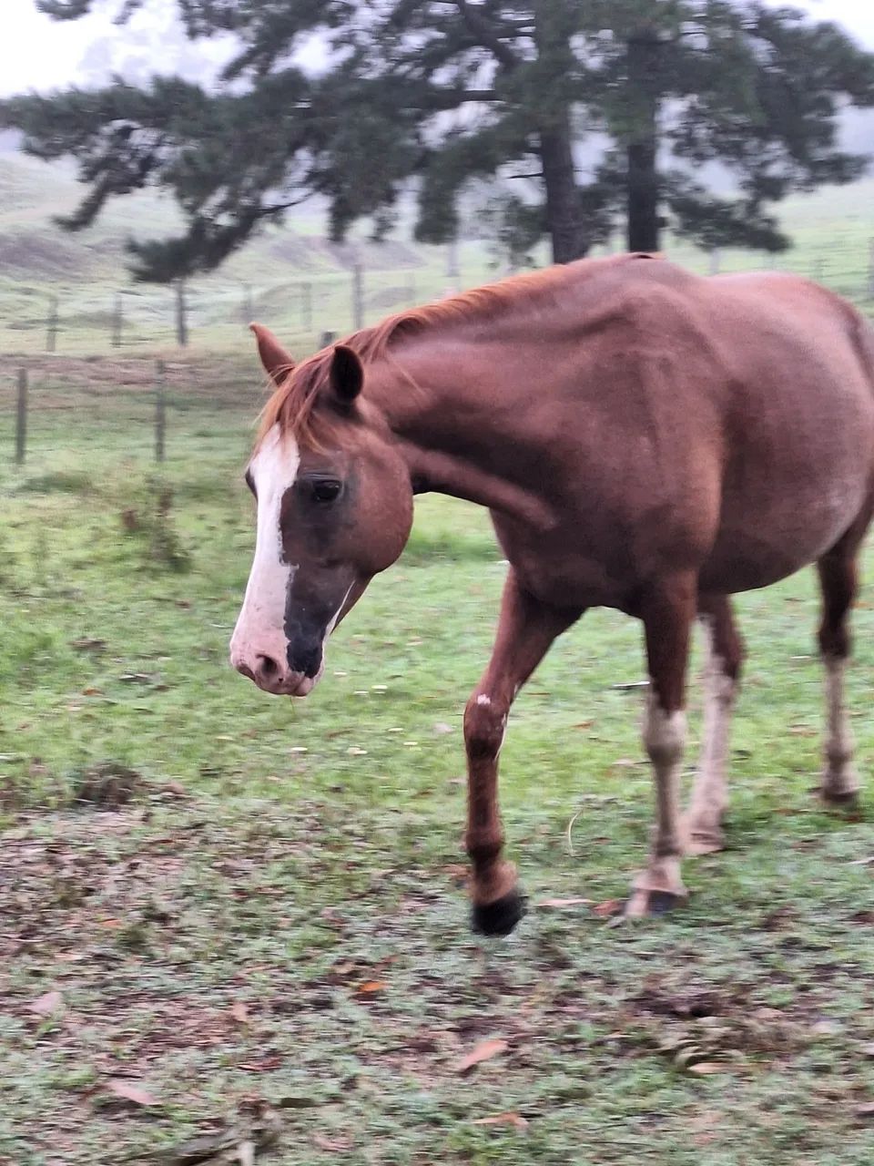 Égua nova bonita.  - Foto 4