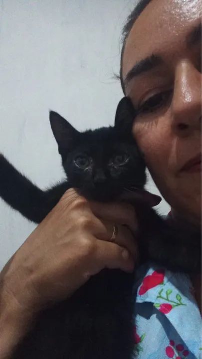 Gatinho preto e branco para adoção  - Foto 2
