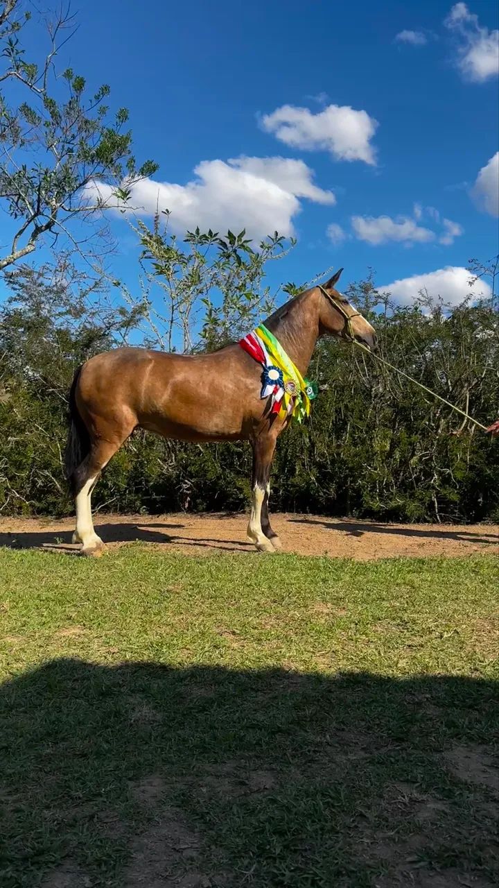 Egua de pista marcha picada - Foto 3