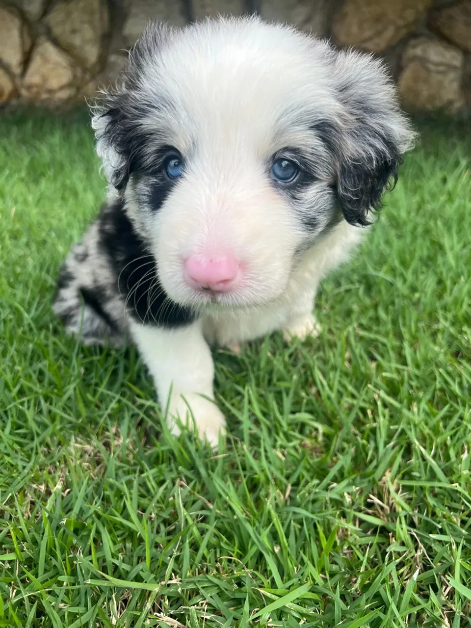 Border Collie c/ Pedigree CBKC