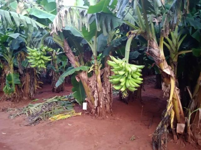 Muda de Banana BRS Terra Anã - Foto 3