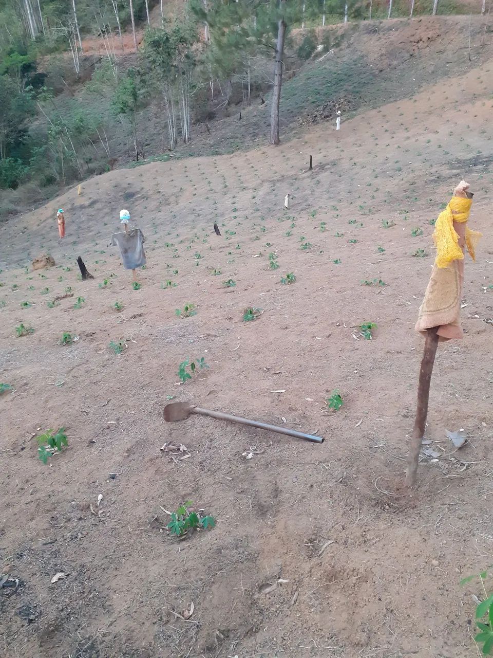 Sítio em Biriricas D.M  - Foto 2