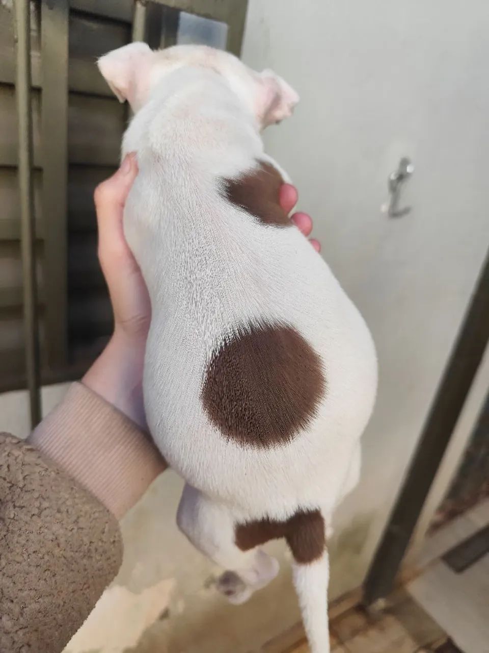 Filhotes Fêmeas de Pitbull Red Nose - Foto 3