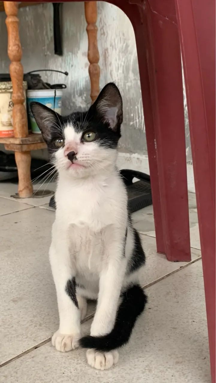 Gatinhos para adoção - vermifugados - Foto 4