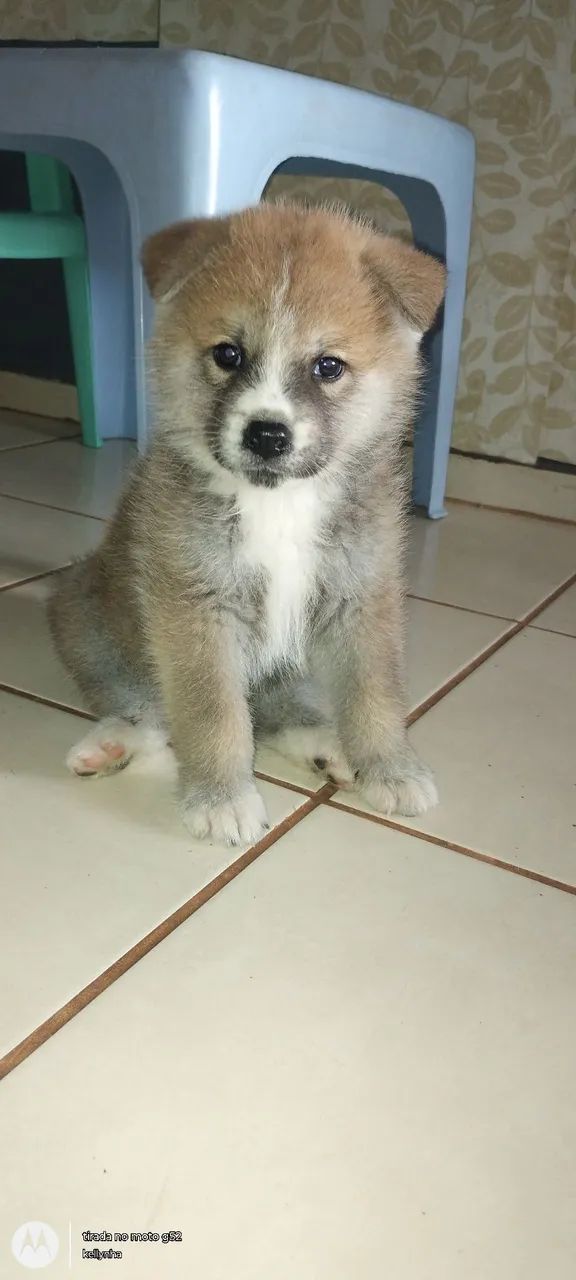 Discount akita olx Free Shipping