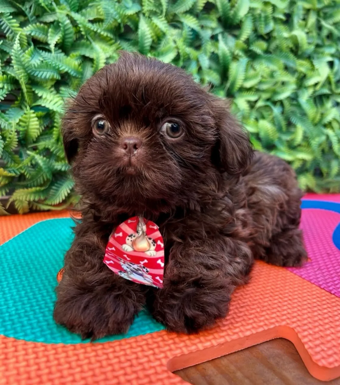 Shih Tzu Macho - dispenso queima vela