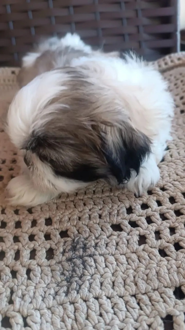Filhote Shih Tzu