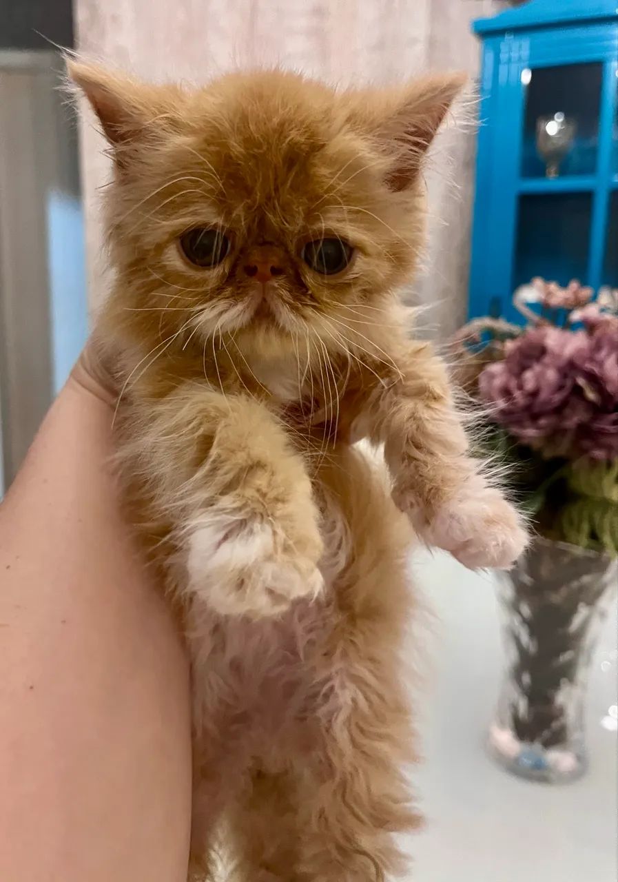 Filhote Gato Persa - Foto 3