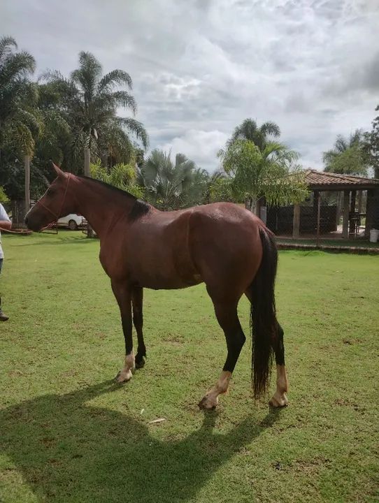 Égua Mangalarga 5 anos, preço de ocasião! - Foto 2
