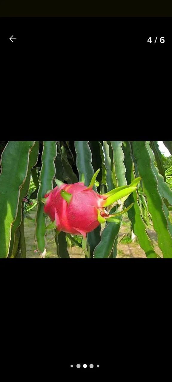 MUDAS DE PITAYA VERMELHA  