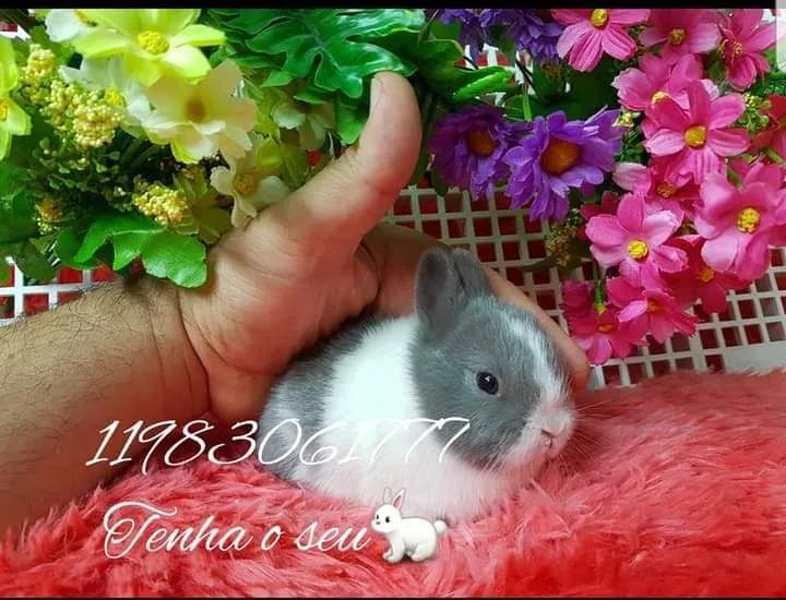 mini coelho anão fofura ,mini pincher puro