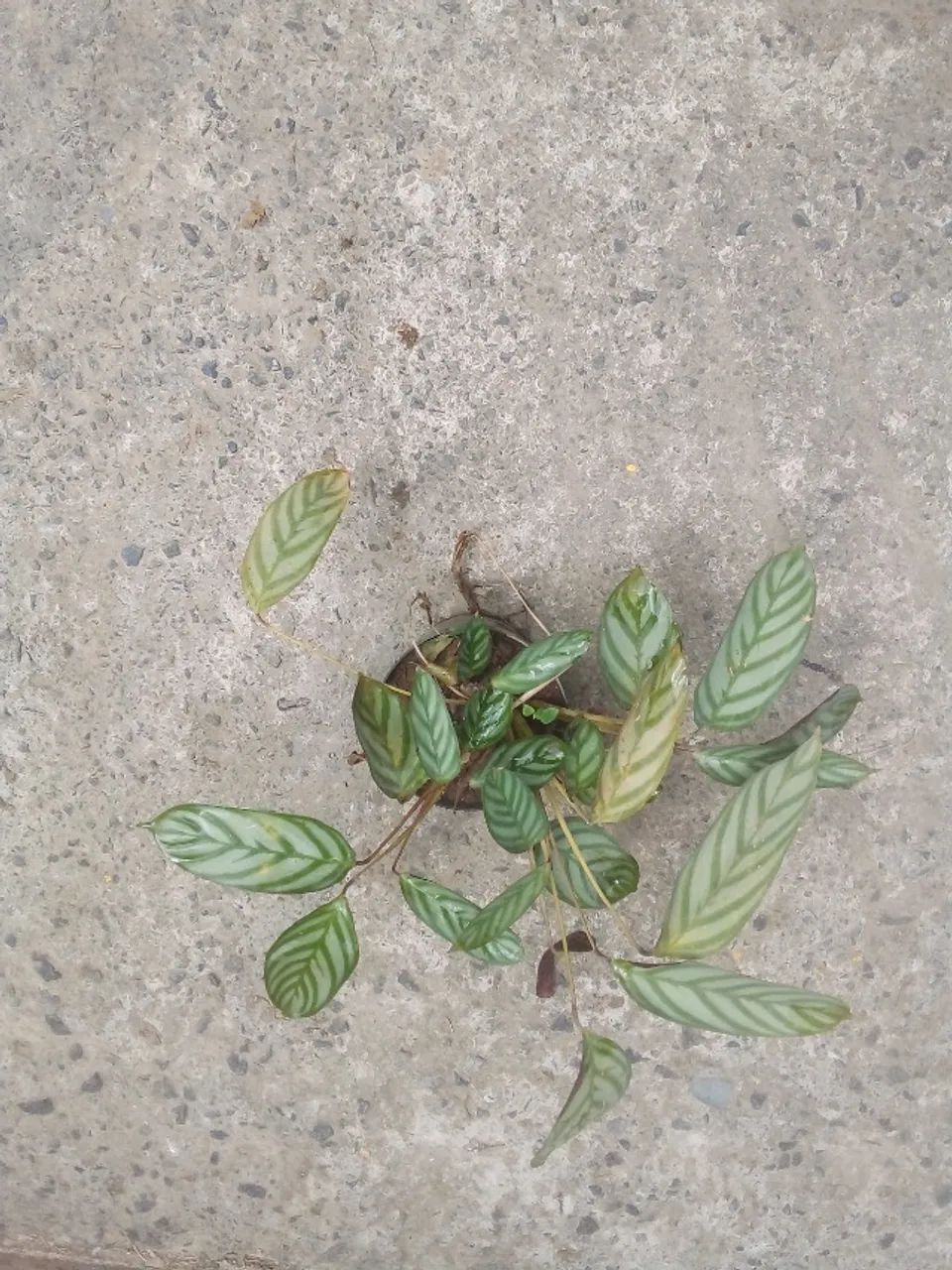Maranta  - Foto 4