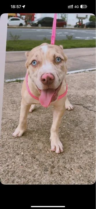 Filhote de Pitbull - Foto 2