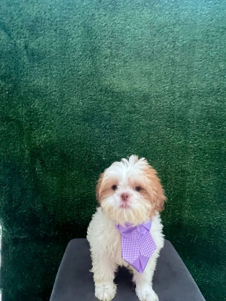 Filhotes Shih Tzu machos - Foto 4