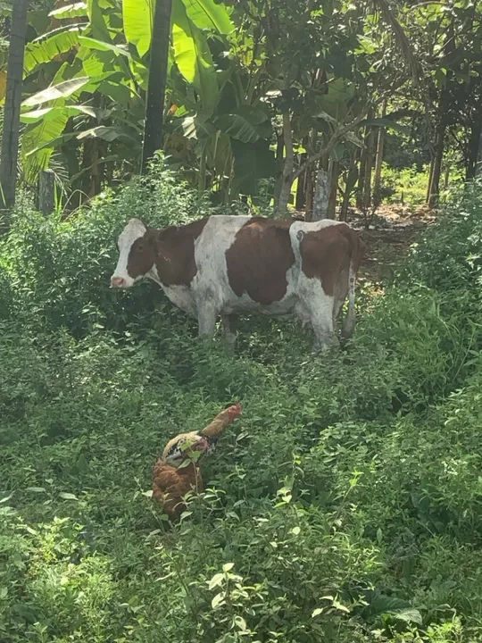 Vendo 6 vacas para engorda ou cria - Foto 6
