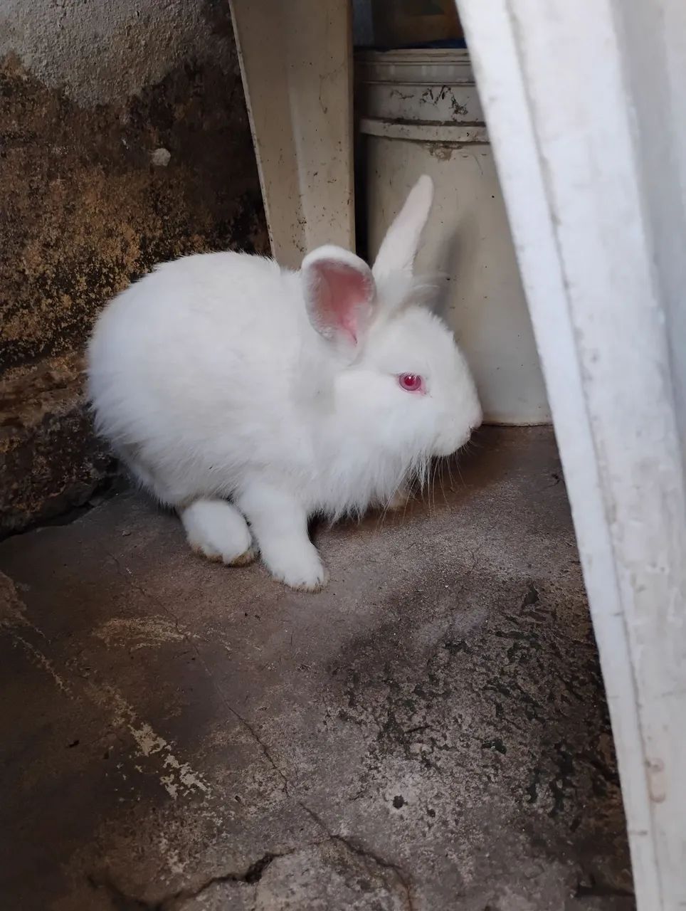 Coelhinho branco - Foto 4