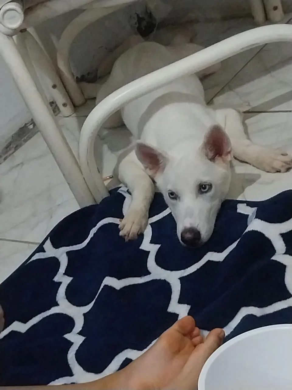 5 meses muito doseu todas vacinas tomada