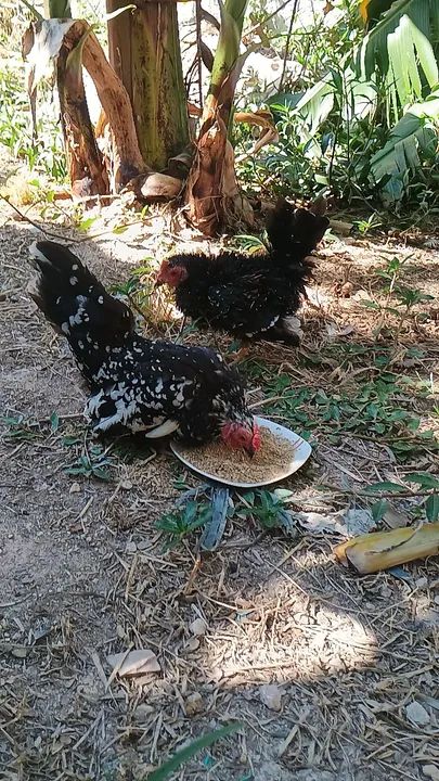 Casal mine garnisés - Foto 5