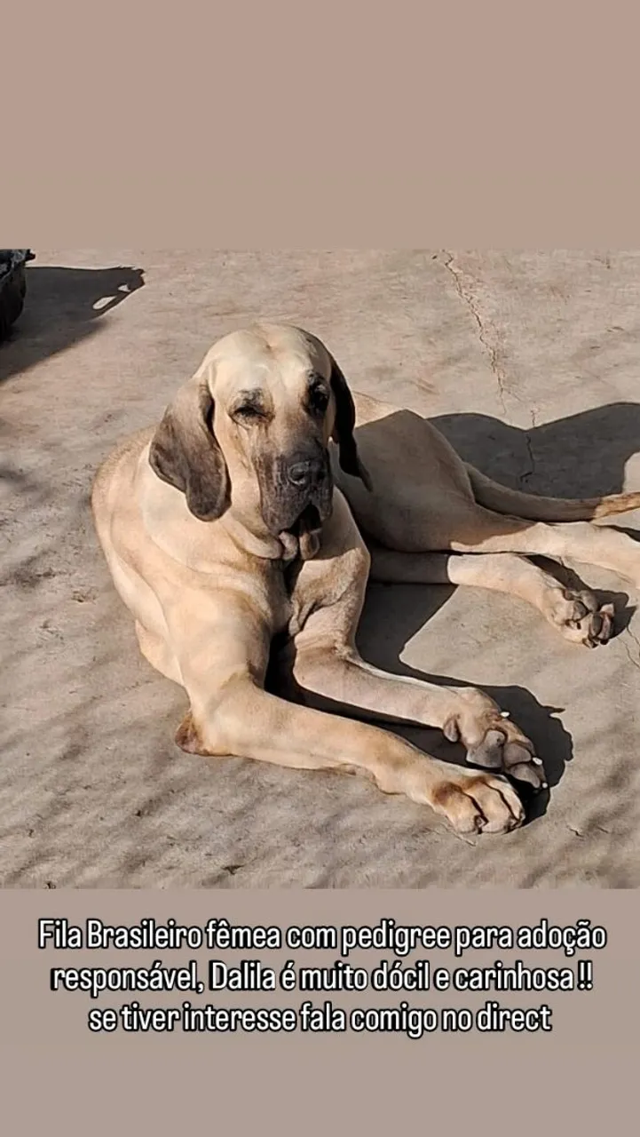 Fila Brasileiro fêmea com pedigree para adoção