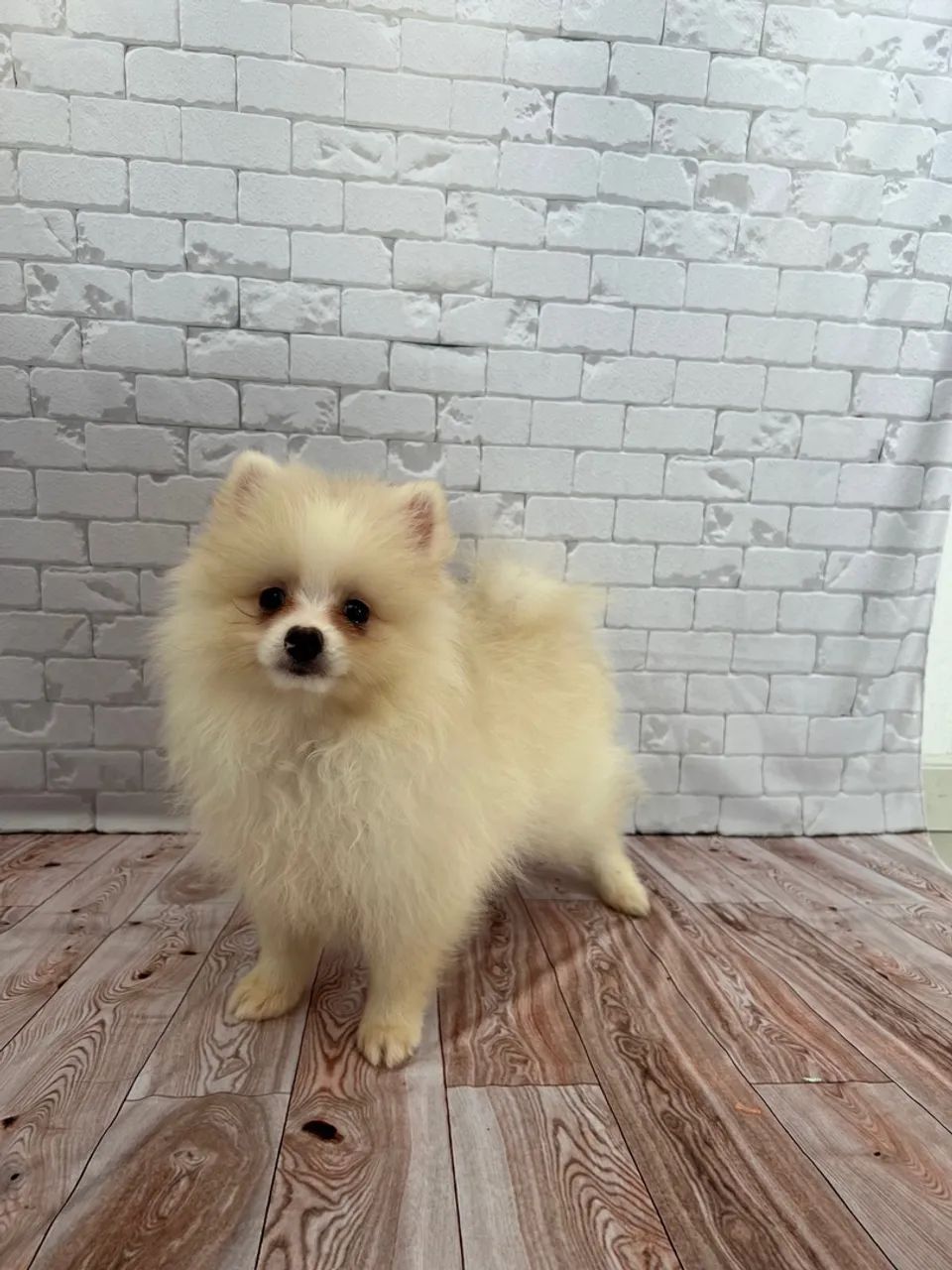 Filhote Lulu da Pomerania - Foto 3