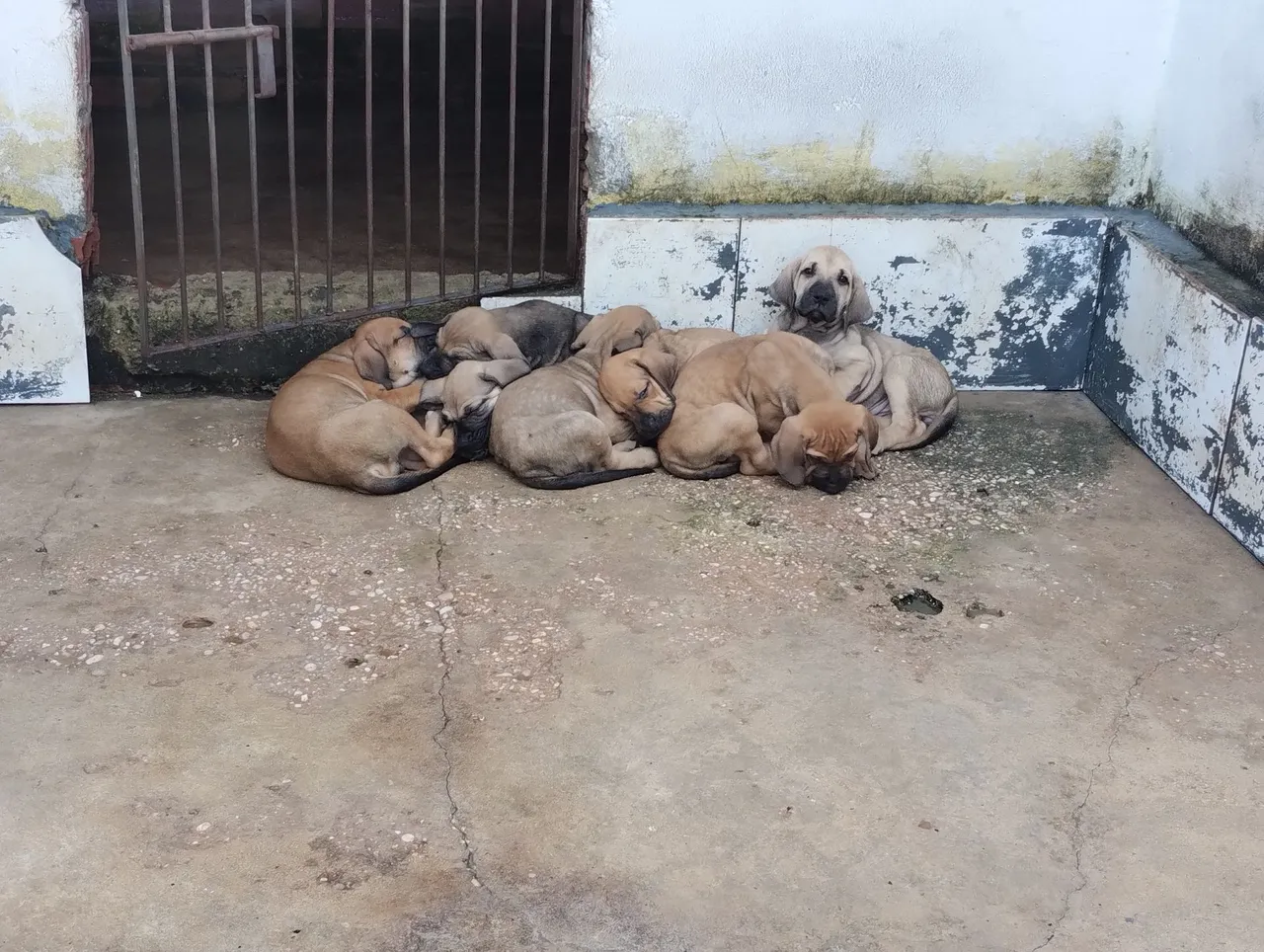 Filhotes de Fila Brasileiro