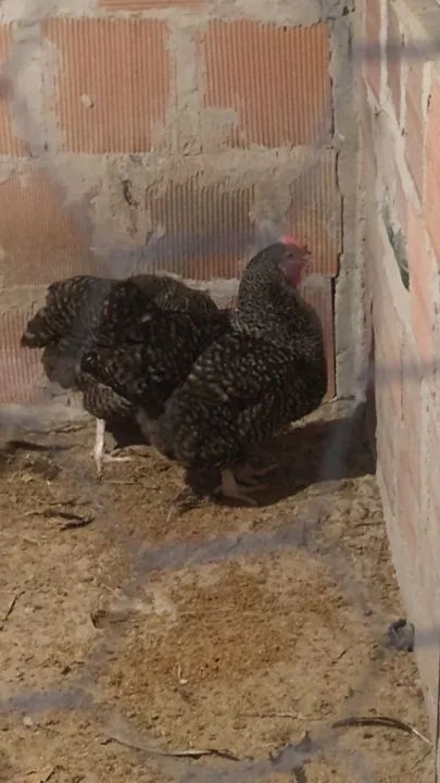 Galinha Carijó Pesadão<br>Bairro de Santa Isabel, São Gonçalo. - Foto 2