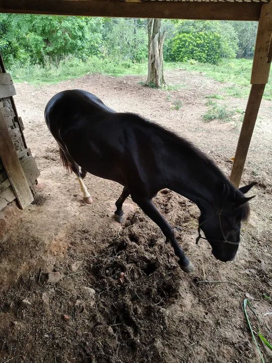 Égua mansa - Foto 3