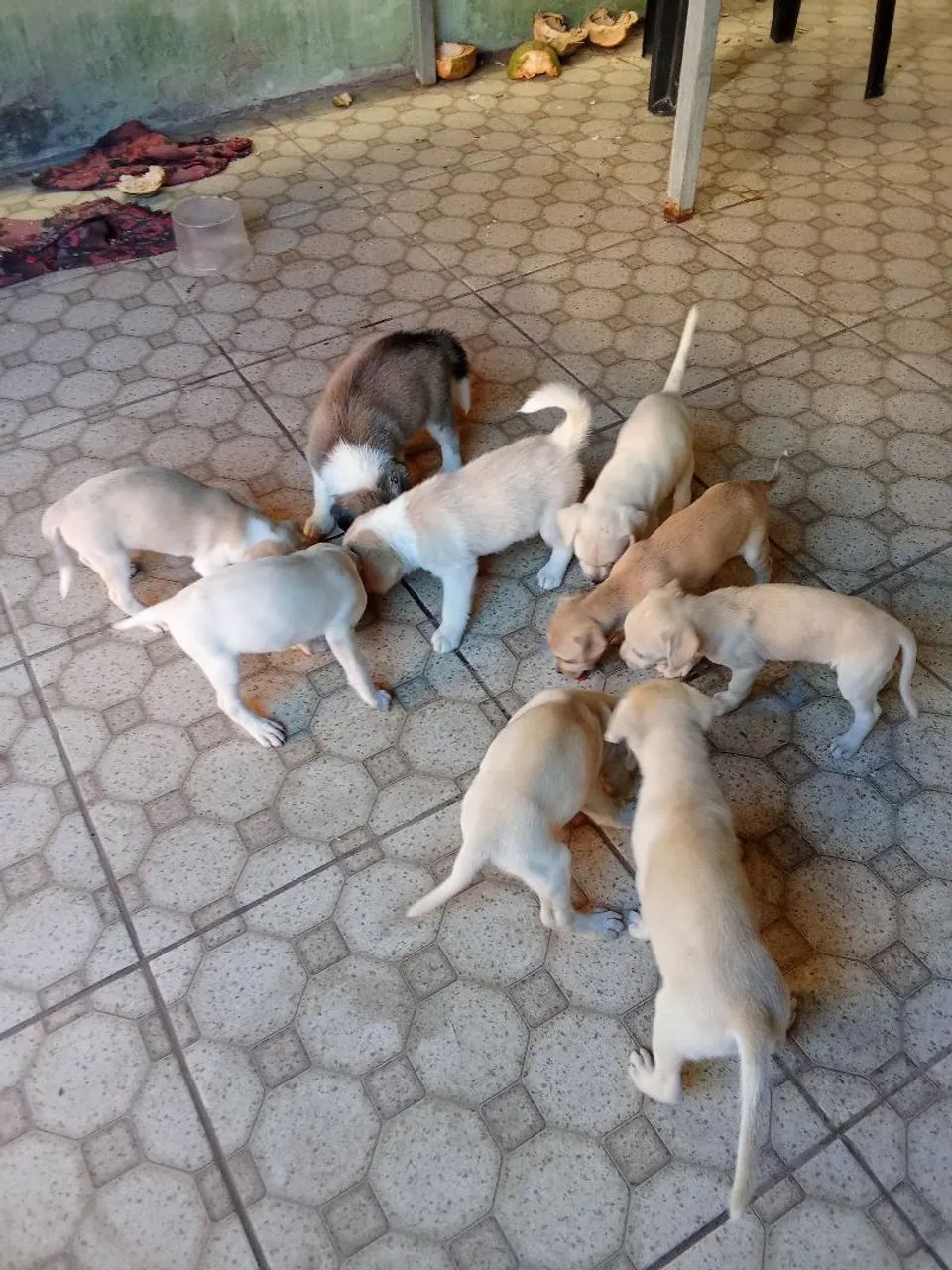 Filhotes de cachorro pra adoção 