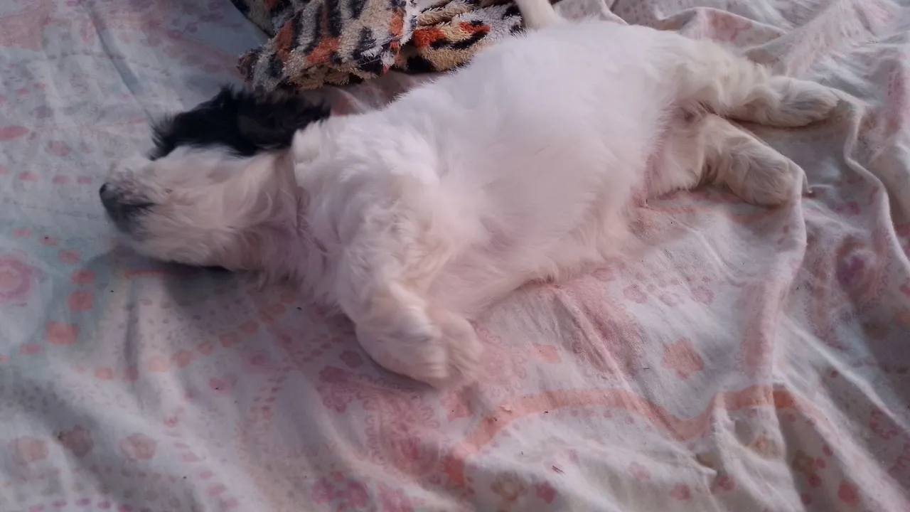 Cachorro poodle número 1