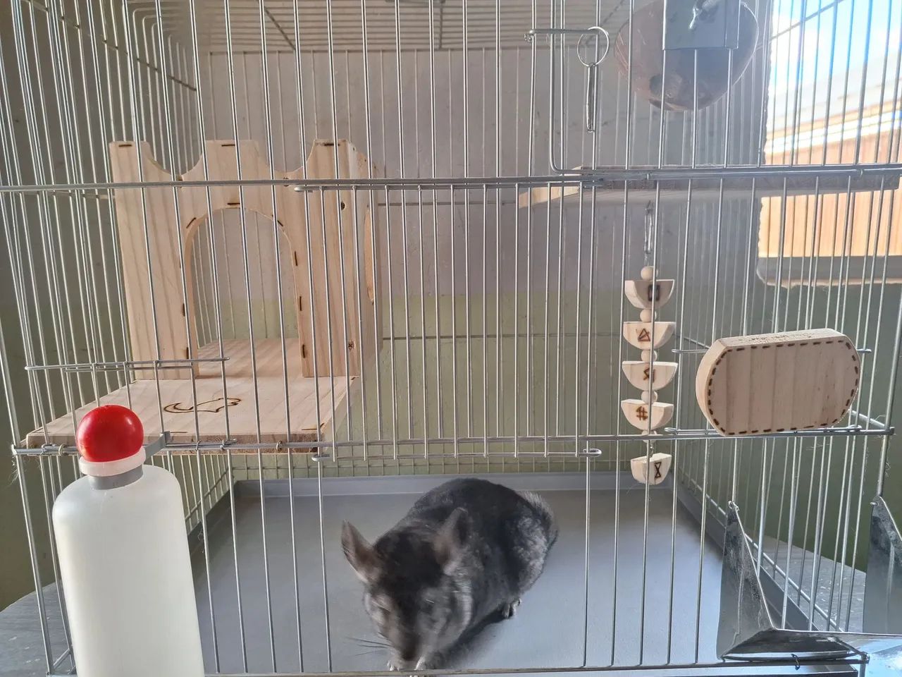 Chinchila + gaiola completa + alimentação  - Foto 6