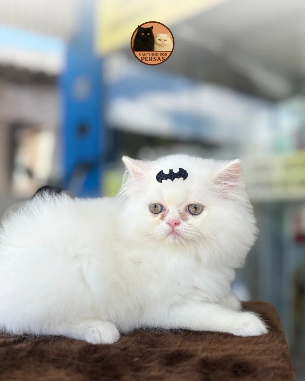 FILHOTES DE PERSA  - Foto 5