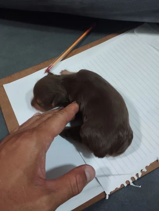 Pinscher chocolate fêmea  - Foto 2