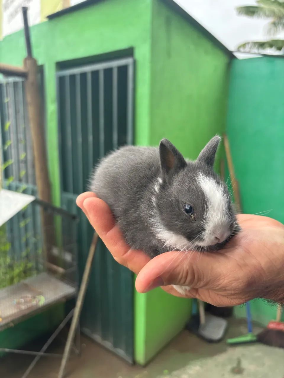 Mini Coelho netherland  - Foto 2