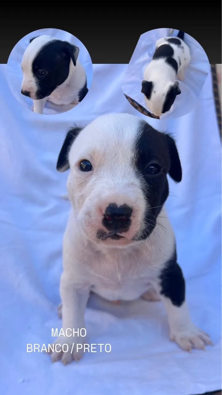 Filhote Macho Pitbull Branco e Preto