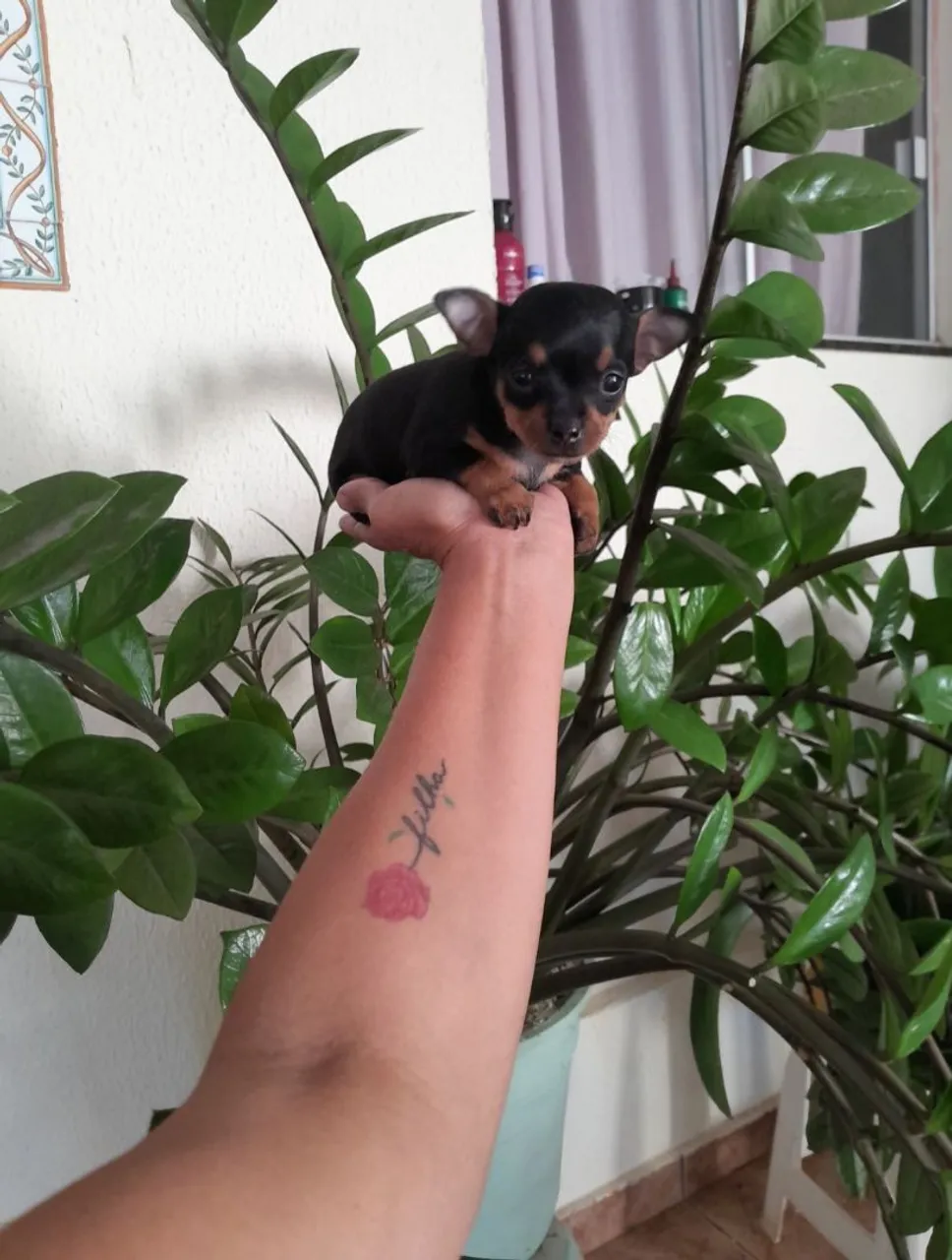 Pinscher canelinha seca machinho pequenino