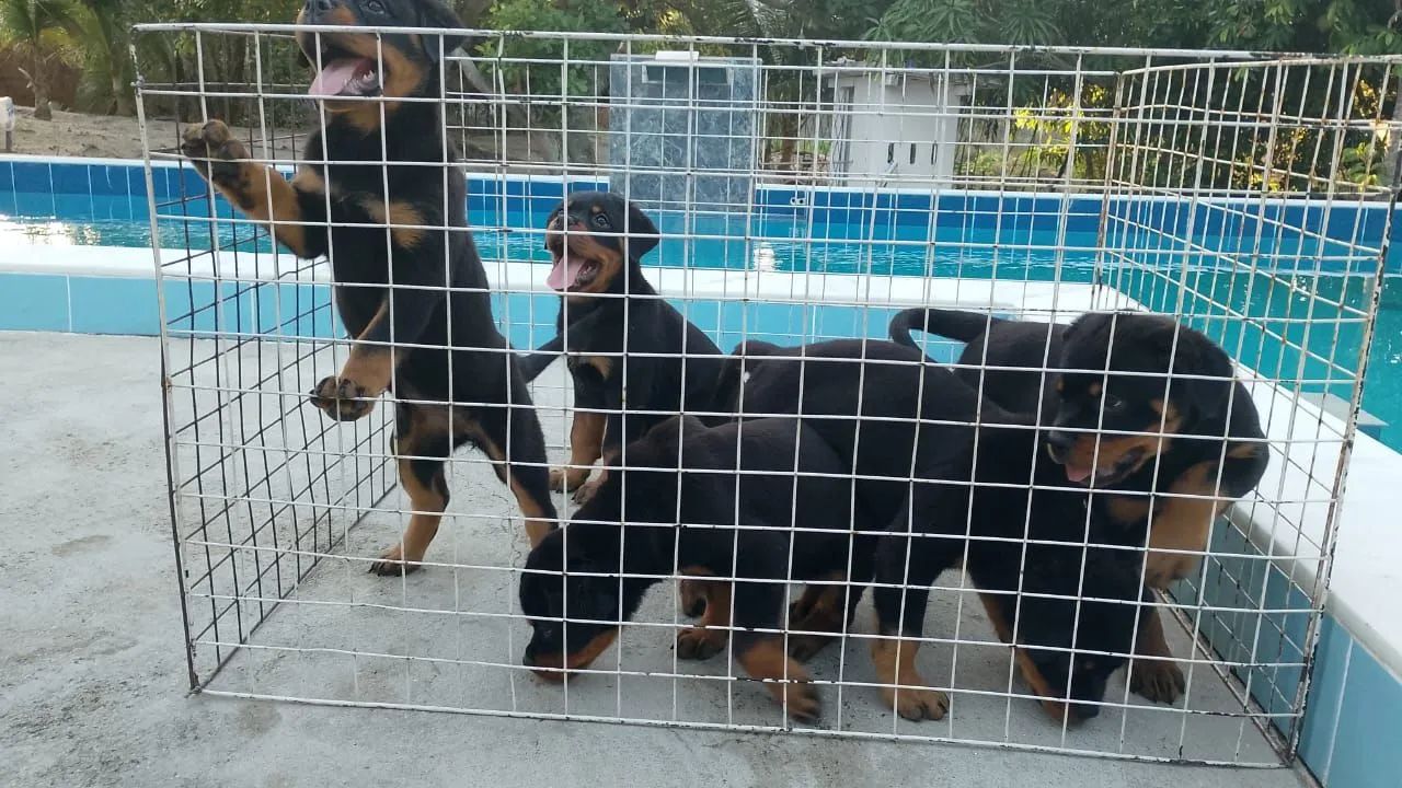Filhotes de Rottweiler - linhagem pura! - Foto 2